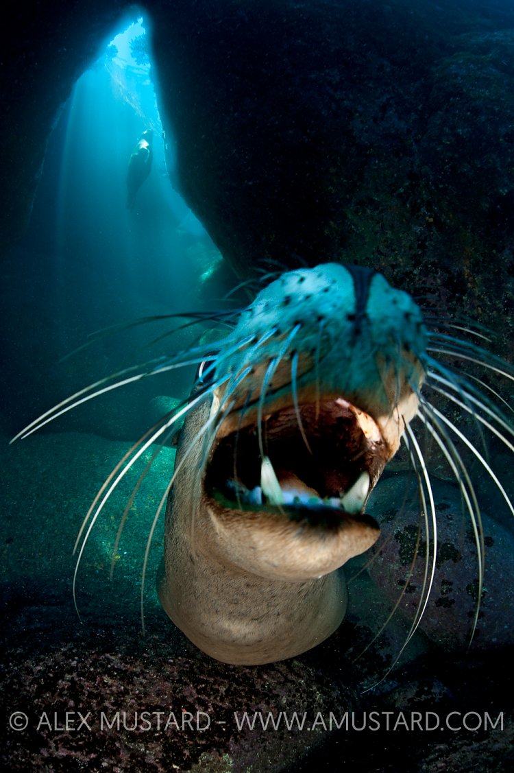 Smiling sea lion. Mexico.