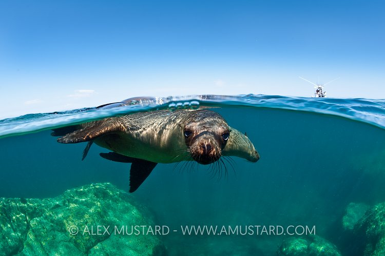 Sea lion sunbathers. Mexico.