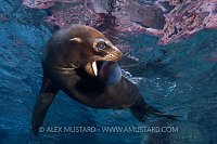 Sea lion pup plays in shallows. Mexico.