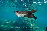 Sea lion pup playing. Mexico.