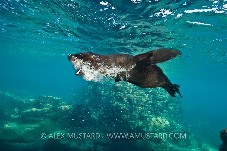 Sea lion pup playing. Mexico.