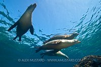 Adult sea lions rest on surface. Mexico