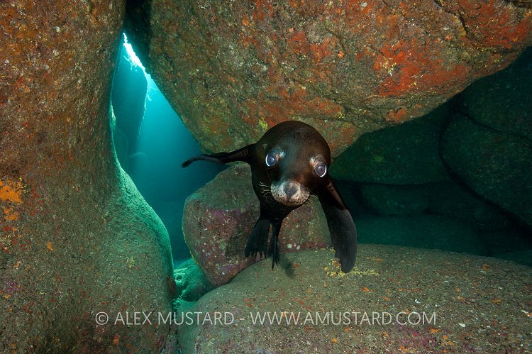 Sea lion pup in cave. Mexico.