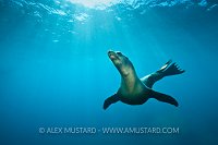 Californian sea lion in blue. Mexico.