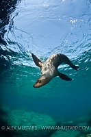 Acrobatic adult sea lion. Mexico