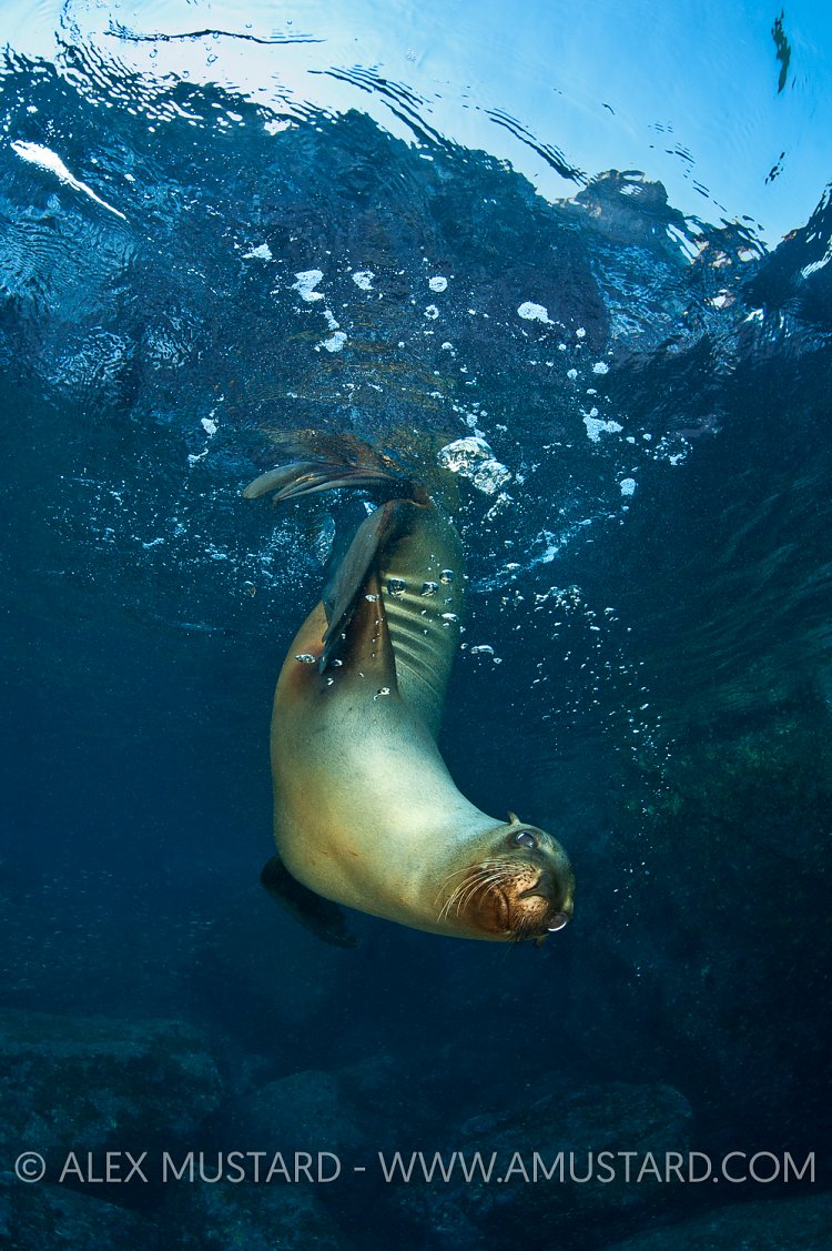 Sea lion pup in shallows. Mexico.