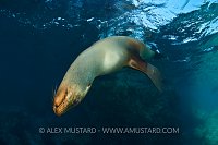 Acrobatic adult sea lion. Mexico