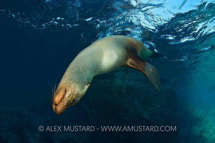 Acrobatic adult sea lion. Mexico