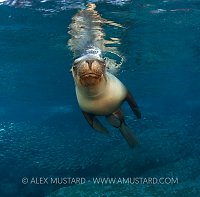 Sea lion portrait. Mexico