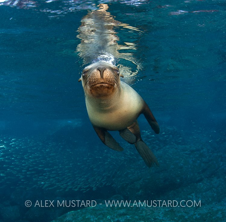 Sea lion portrait. Mexico