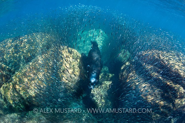 Bull sea lion swims through fish. Mexico