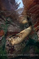 Sea lion pup playing. Mexico.