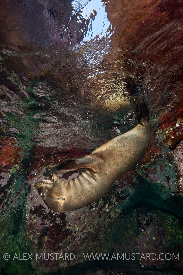 Sea lion pup playing. Mexico.