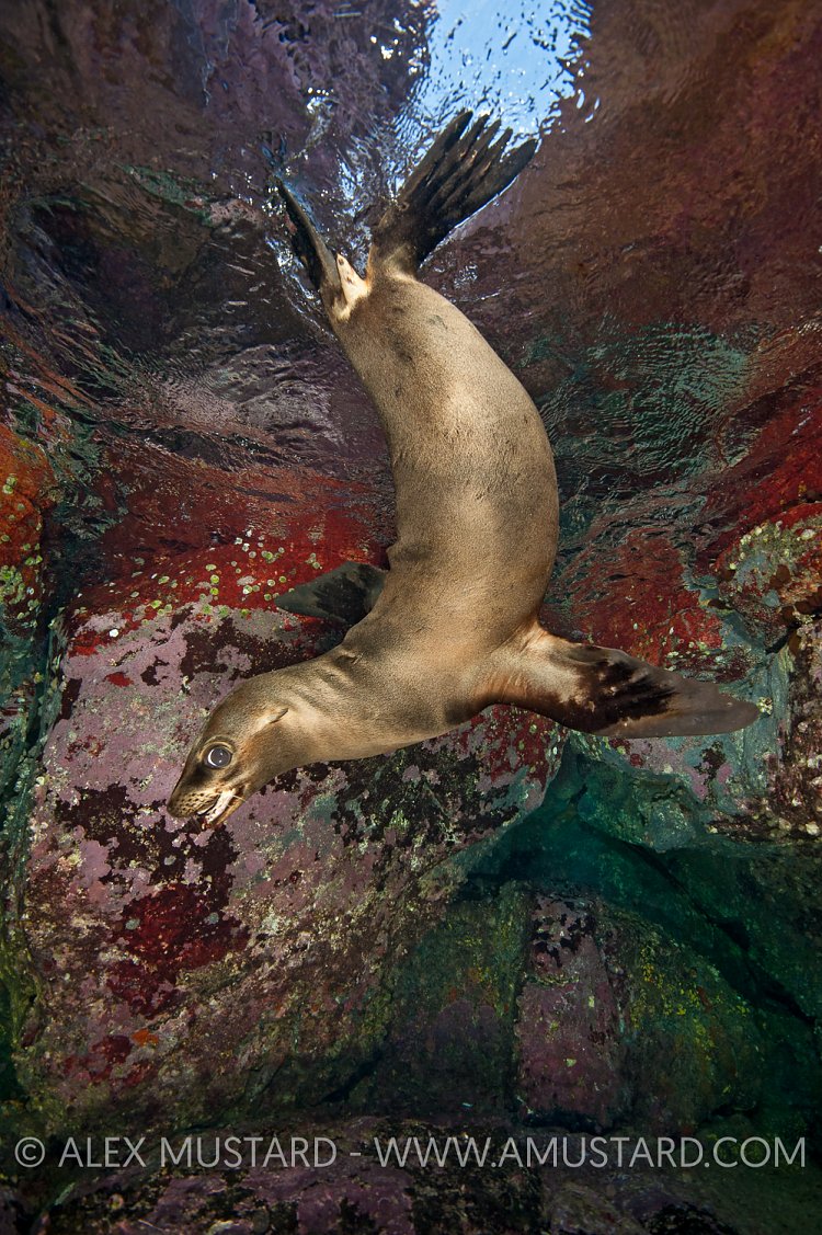 Sea lion pup playing. Mexico.