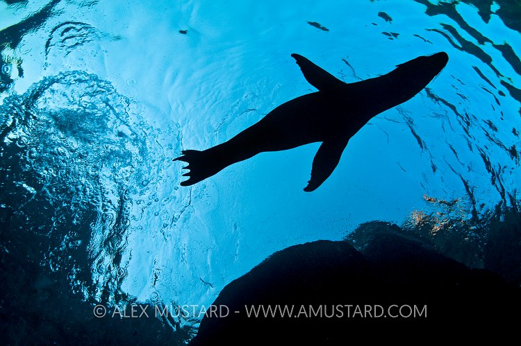 Sea lion pup silhouette. Mexico.