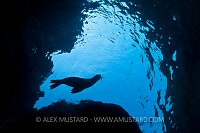 Sea lion pup playing with starfish. Mexico.