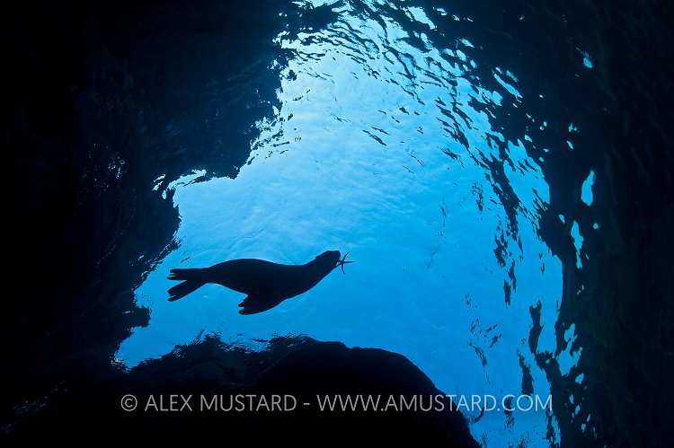 Sea lion pup playing with starfish. Mexico.