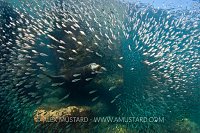 Sea lion bursts through fish school. Mexico.