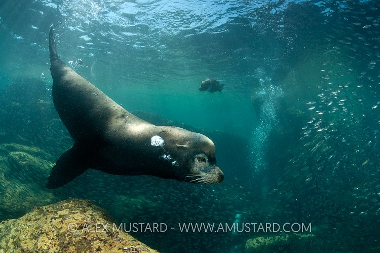 Bull sea lion. Mexico