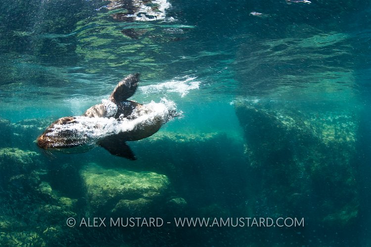 Sea lion bark. Mexico