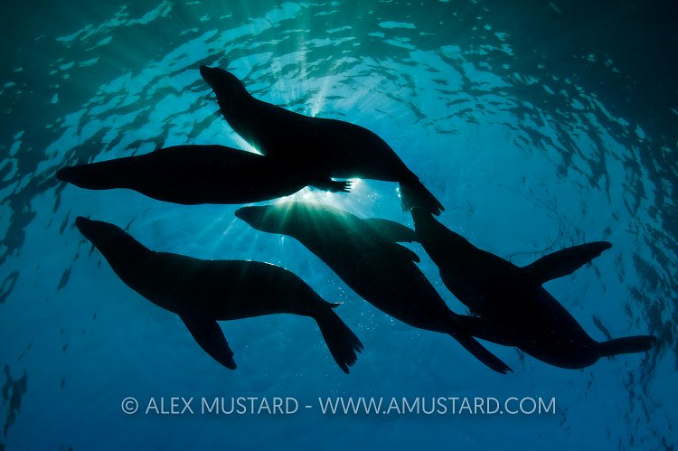 Adult sea lions rest on surface. Mexico