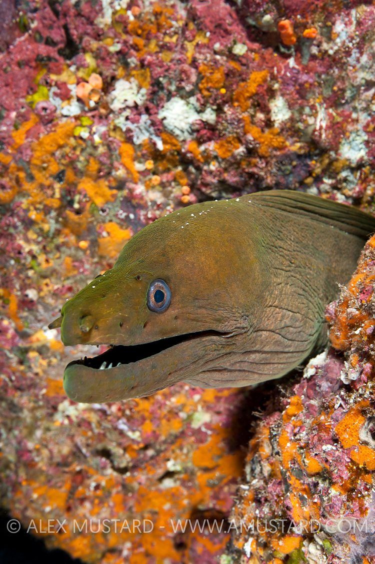 Panamic green moray. Mexico