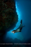 Sea lion pup playing with starfish. Mexico.