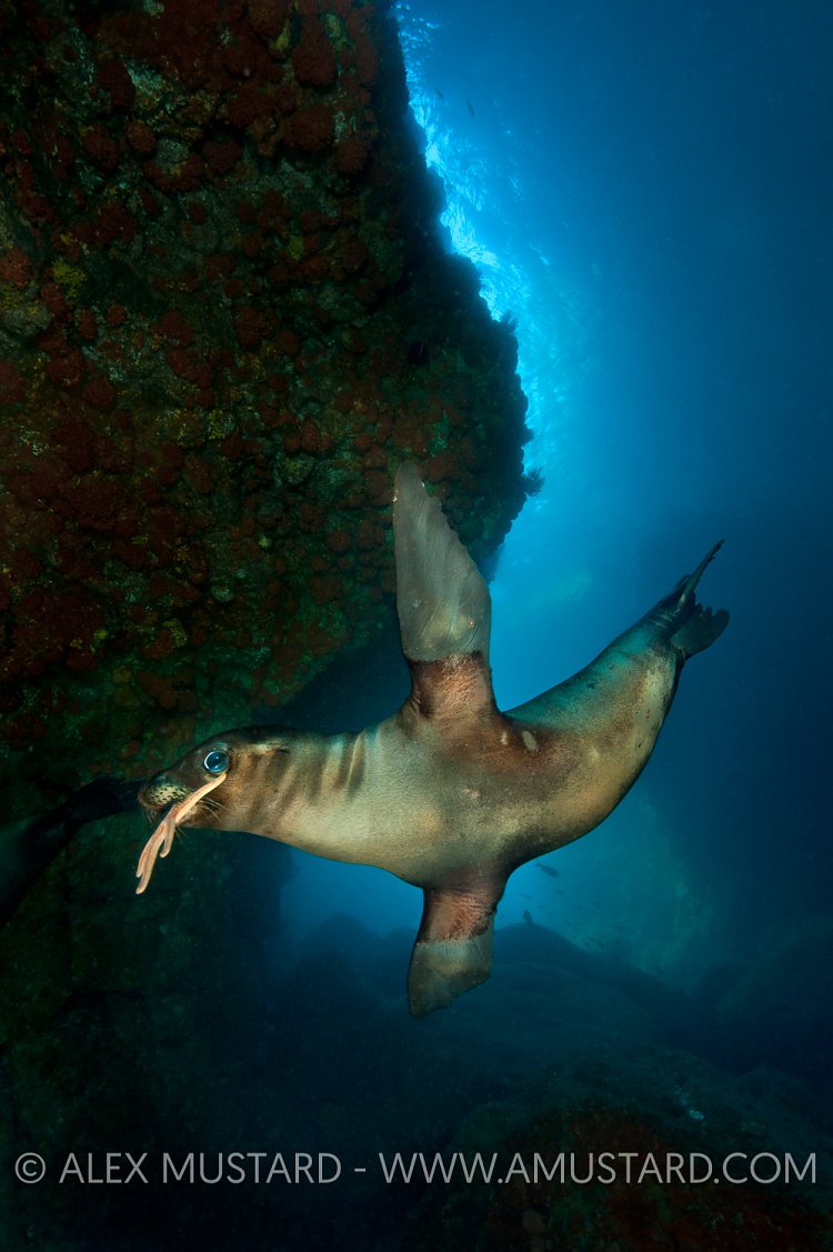 Sea lion pup playing with starfish. Mexico.
