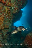 Sea lion pup playing with starfish. Mexico.