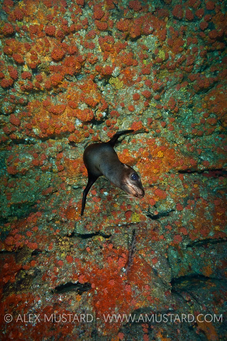 Sea lion pup in front of coral wall. Mexico.