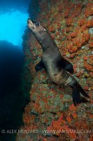 Sea lion in cave. Mexico.