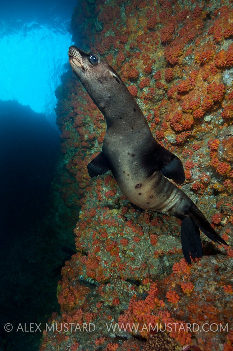 Sea lion in cave. Mexico.