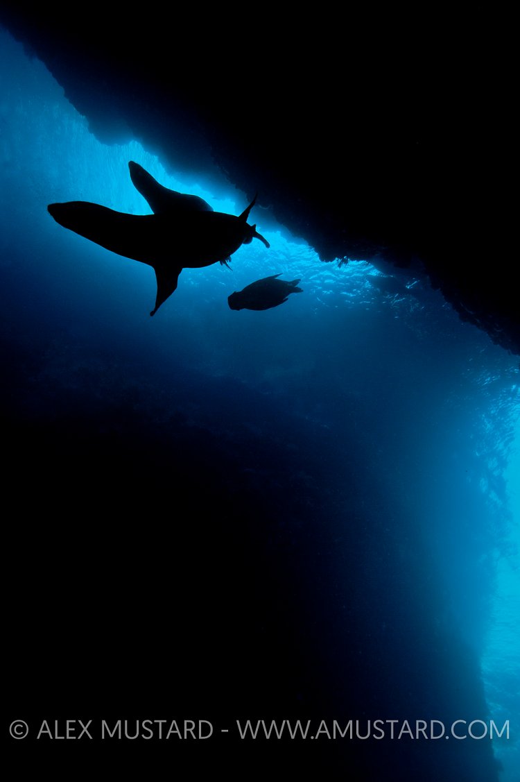 Sea lions in cave. Mexico