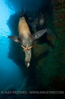 Sea lion pup playing with starfish. Mexico.
