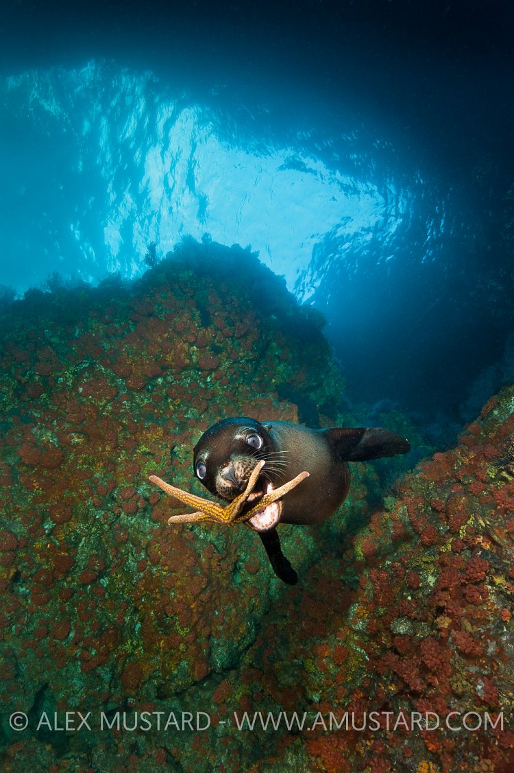 Sea lion pup playing with starfish. Mexico