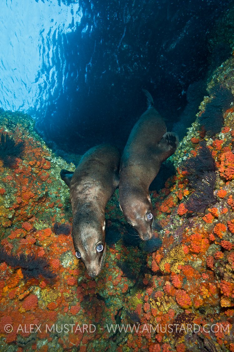 Sea lion pup pair. Mexico