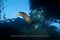Sea lion pup playing with starfish. Mexico.