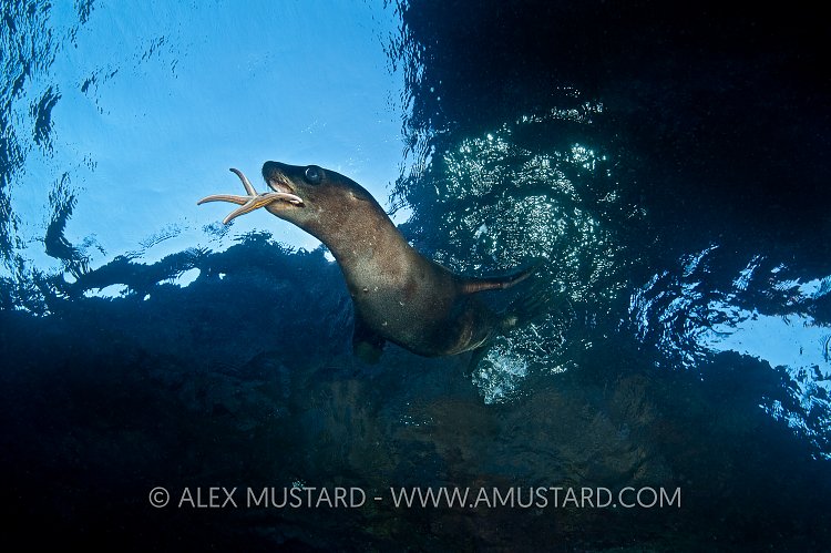 Sea lion pup playing with starfish. Mexico.