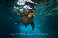 Sea lion pup in cave. Mexico.