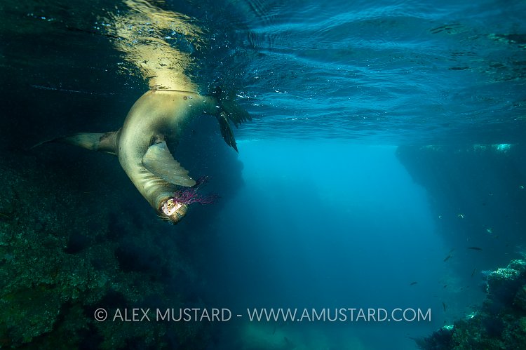 Sea lion pup playing with coral. Mexico