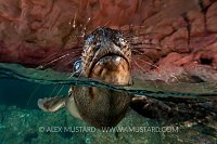 Sea lion pup breathing. Mexico