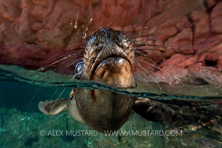Sea lion pup breathing. Mexico