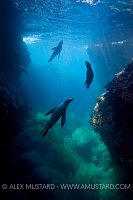 Sea lions in a cave. Mexico