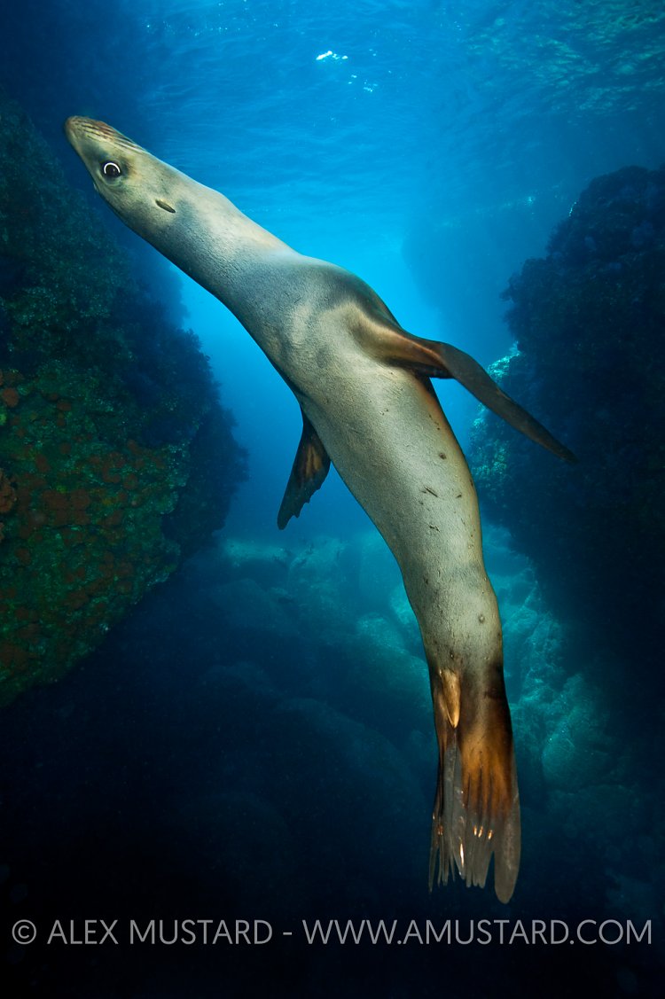 Sea lion in cave. Mexico.