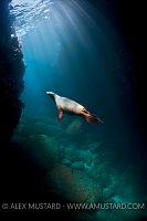 Sea lion in cave. Mexico.