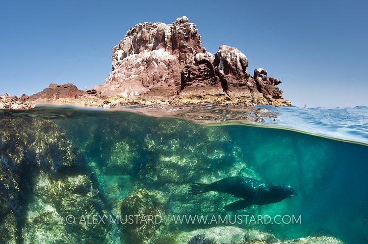 Sea lion beneath island. Mexico