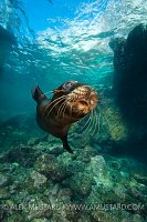 Sea lion pup in shallows. Mexico.