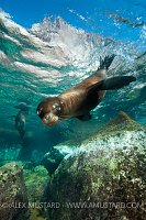 Sea lion in shallow pool. Mexico