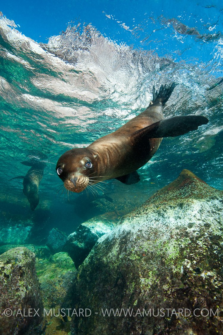 Sea lion in shallow pool. Mexico
