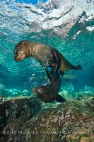 Sea lion pups playing. Mexico
